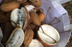 网红野果八月瓜怎么吃的,网红野果的多样食法揭秘